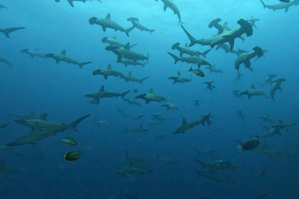 2024.6.28の神子元島　時化前はハンマー大当たり！