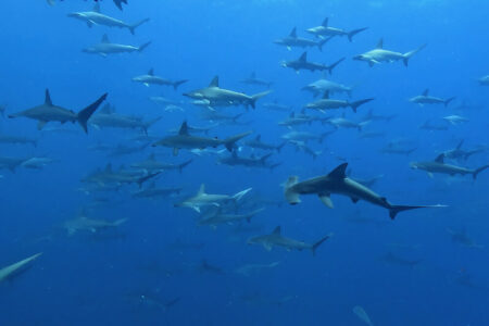 2024.6.12の神子元島 海も陸も初夏の賑わい♪
