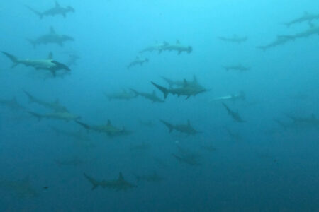 2024.6.8の神子元島 潜ってみないとわからない?