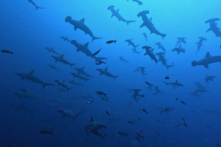 2024.6.15の神子元島 ハンマー快進撃!!!