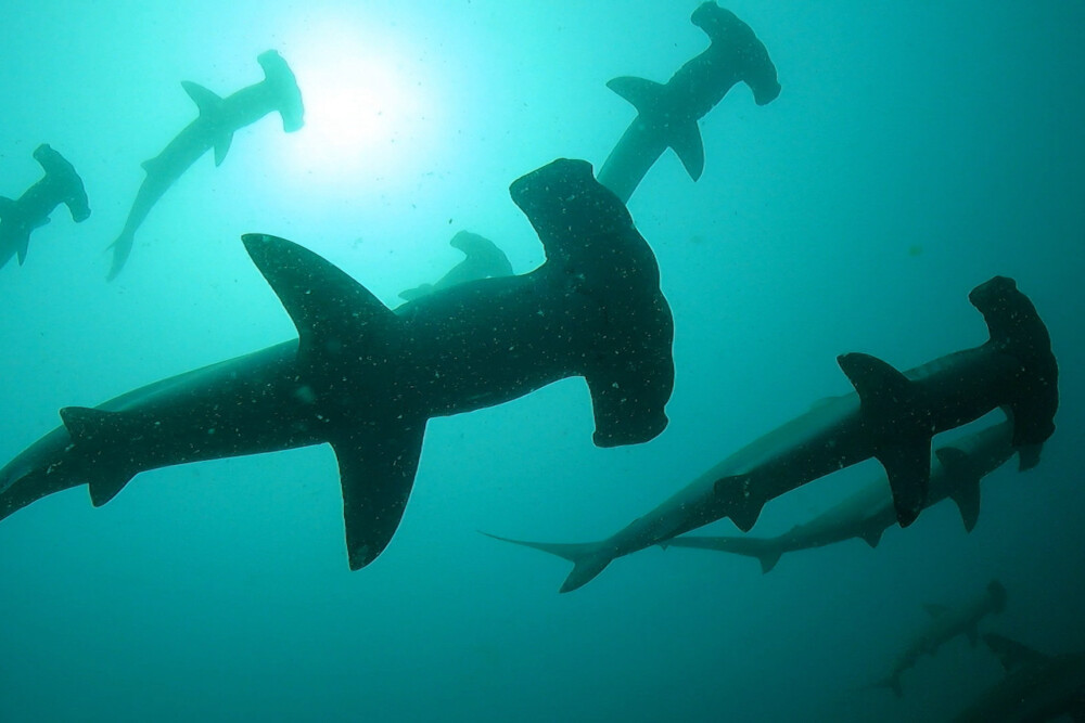 2024.6.2の神子元島　潮は緩いが回復傾向♪