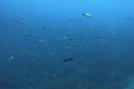 2024.6.11の神子元島 2024年Aポイント開幕宣言!