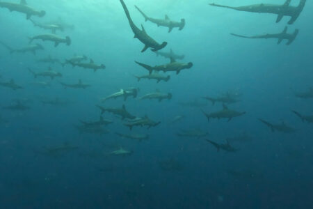 2024.6.3の神子元島 潮が微妙なんです♪