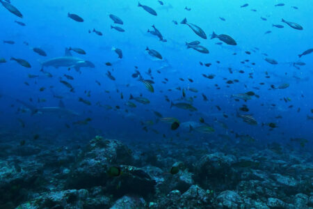 2024.6.17の神子元島 時化前もハンマー三昧♪