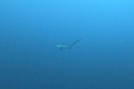 2024.6.30の神子元島　ニタリ＆ニタリ！