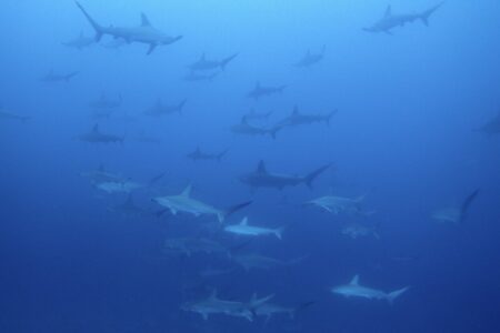 2024.6.13の神子元島 Aポイントハンマーは何処へ?
