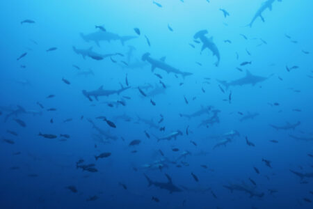 2024.7.13の神子元島　3連休初日、サマーブルー到来！