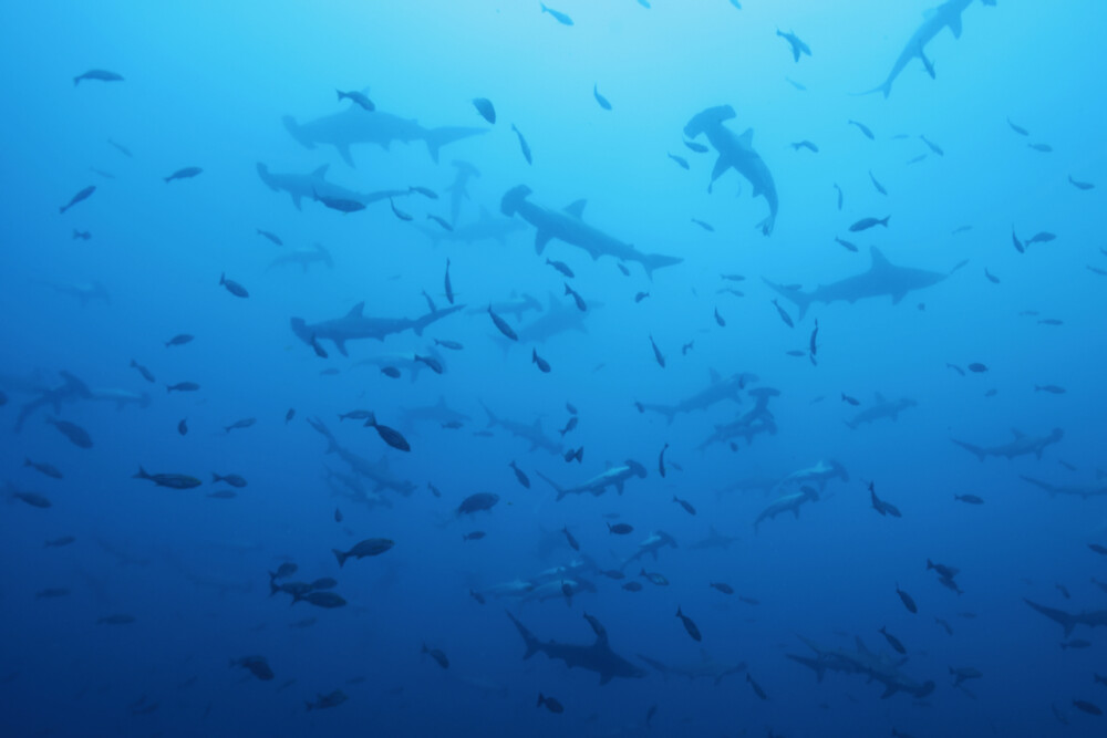 2024.7.13の神子元島　3連休初日、サマーブルー到来！