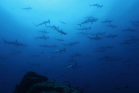2024.7.14の神子元島　3連休中日、サマーブルー継続！