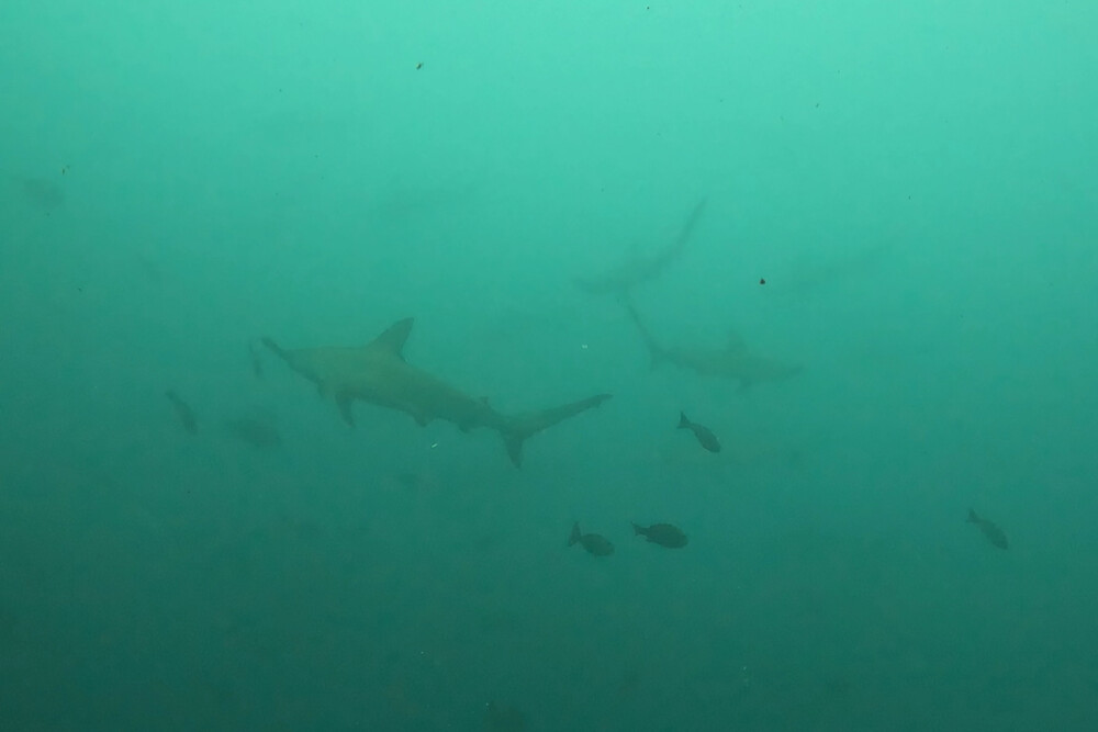 2024.7.8の神子元島 本日も異常なし、白濁でした!