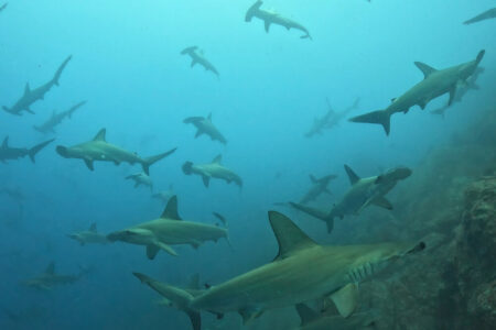 2024.7.10の神子元島　青白！復調へ大きく前進！