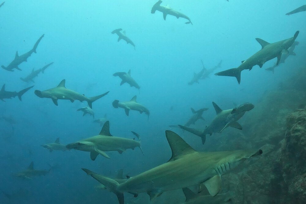 2024.7.10の神子元島　青白！復調へ大きく前進！