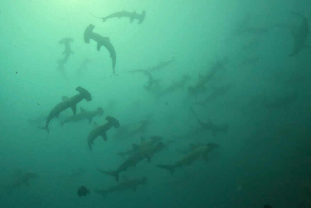 2024.7.7の神子元島　無念、今日も白でした！