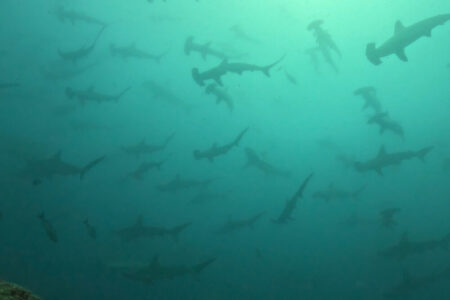 2024.7.6の神子元島　よく見えないだけなんです！