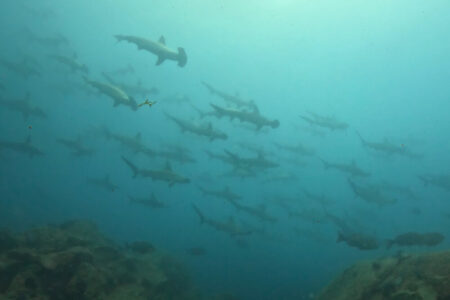2024.7.23の神子元島　ハンマー、近、大、多！