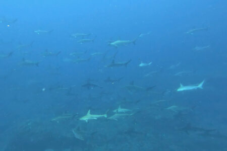 2024.7.17の神子元島　大安と一粒万倍日！
