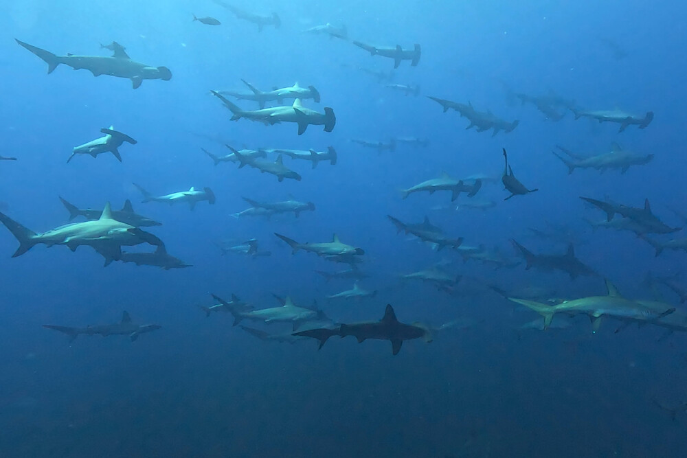 2024.7.29の神子元島　陸は暑い、海も熱い！！