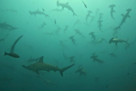 2024.7.5の神子元島　白濁は悪いことばかりでもない