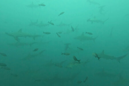 2024.7.3の神子元島　青い海は何処へ？？