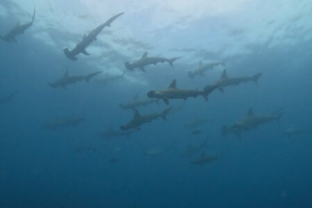 2024.7.21の神子元島　午後から少し青回復♪