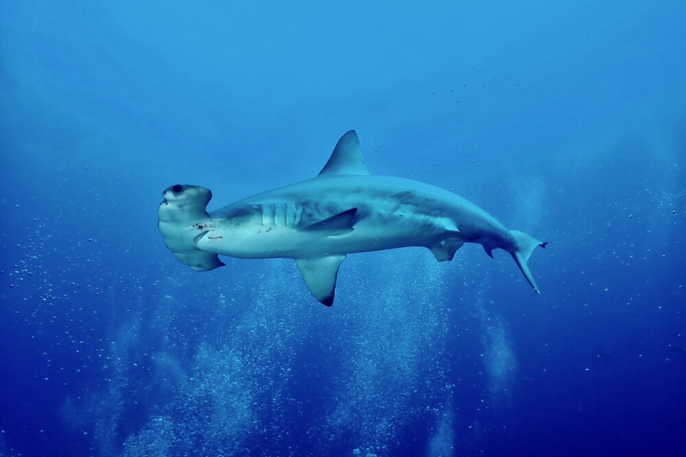 2024.7.31の神子元島　はじまりの予感♪