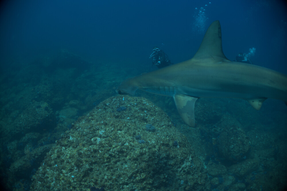 2024.7.30の神子元島　頑張れ日本！！頑張れ神子元！！
