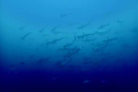 2024.7.24の神子元島　Aで決まりでしょう♪