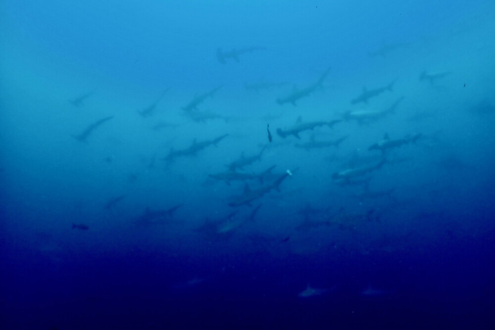 2024.7.24の神子元島　Aで決まりでしょう♪