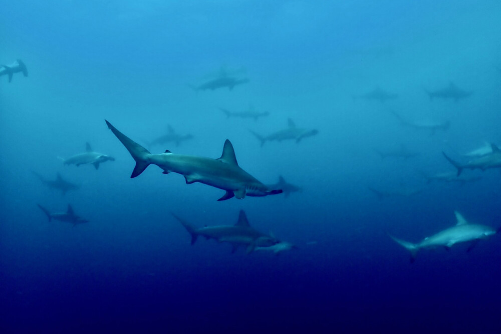 2024.7.26の神子元島　欠航？まさかの大どんでん返し！