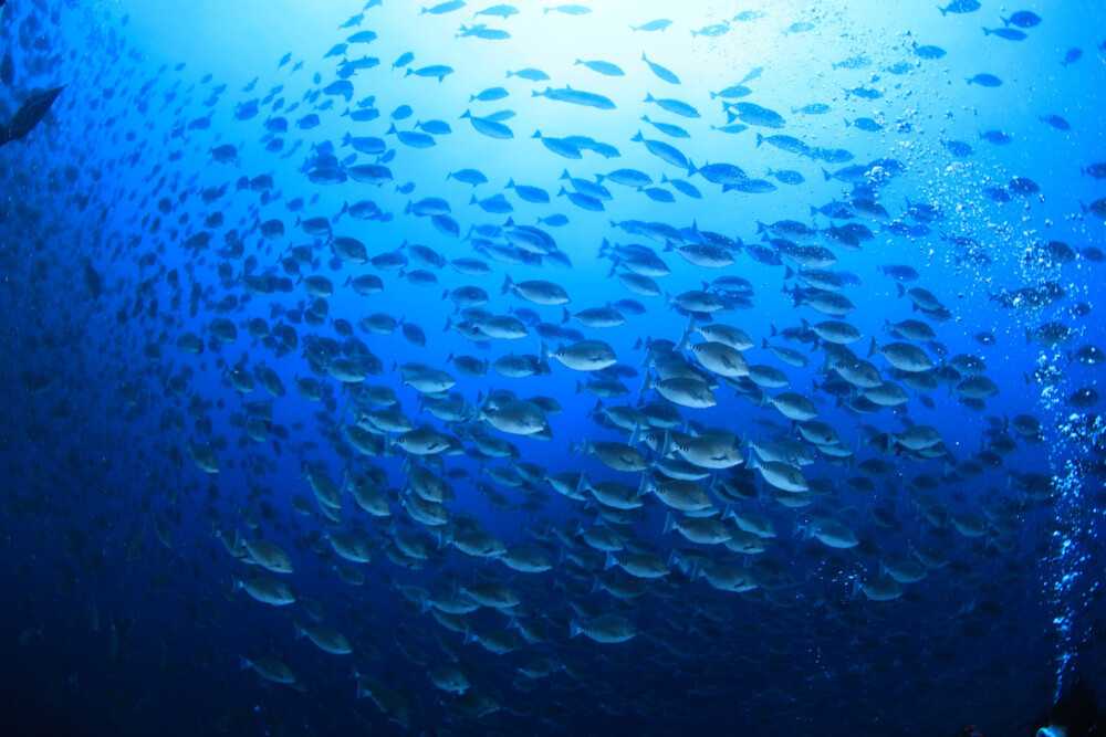 2024.7.27の神子元島　さらに青くなりました！