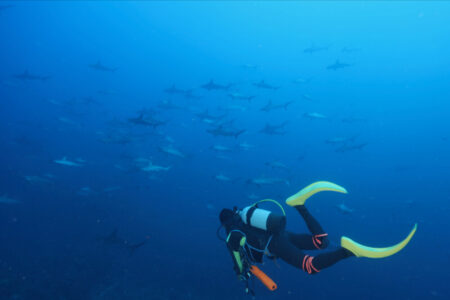 2024.8.15の神子元島　クローズ前、ハンマー大漁！