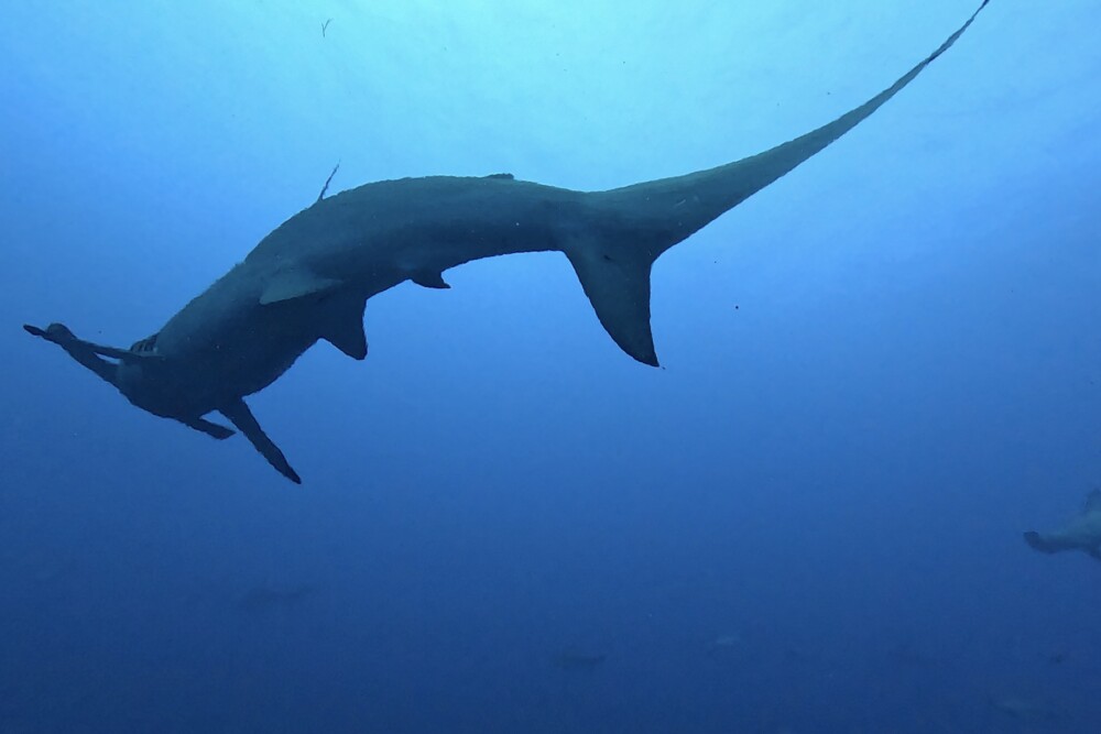 2024.8.11の神子元島　3連休2日目、笑いが止まりません♪