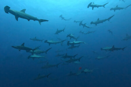 2024.8.10の神子元島　3連休初日、珍客多数♪