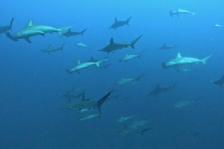 2024.8.8の神子元島　ニタリ、当たり、してやったり！