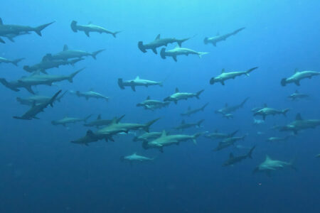 2024.8.3の神子元島　Aの終焉？ 真夏の始まり！