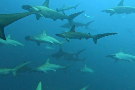 2024.8.13の神子元島　ハンマー、真っ盛り！！