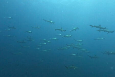 2024.8.5の神子元島　青い空〜♪　青い海〜♪