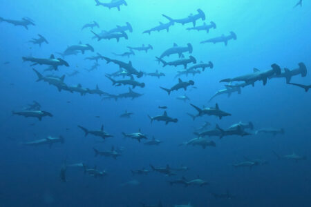 2024.8.12の神子元島　3連休終日、ハンマー＆ニタリ♪