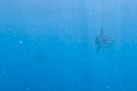 2024.8.9の神子元島　2マンボウでました！