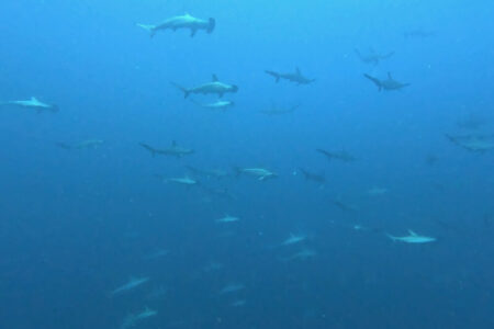 2024.8.22の神子元島　青が戻ってきました！