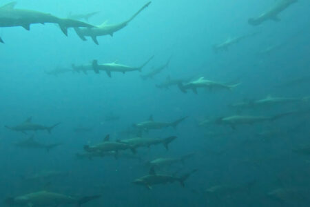 2024.8.25の神子元島　まさかのグリーンモンスター逆襲