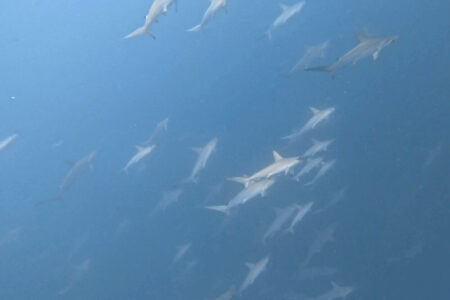 2024.8.21の神子元島　スーパームーン効果？？