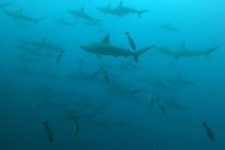 2024.8.19の神子元島　どうした、神子元？