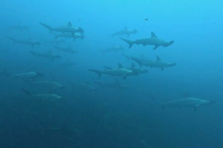 2024.8.20の神子元島　何かがおかしい？？