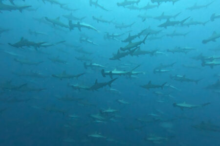 2024.8.23の神子元島　久々のニタリ＆ハンマー！