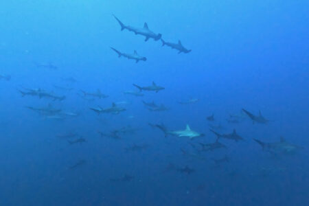 2024.8.14の神子元島　嵐の前の静けさ・・・