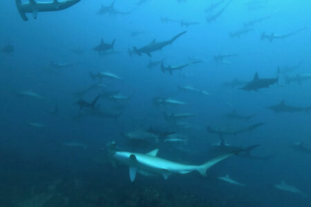2024.8.6の神子元島　気持ちはまるでハンマー♪