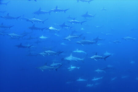 2024.8.7の神子元島　いつまで続くニタリ情報？