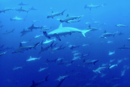 2024.8.1の神子元島　8月初日、好調な滑り出し！