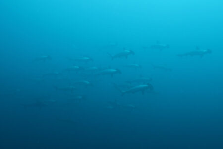 2024.9.8の神子元島 ハンマーも青い潮も何処へ?